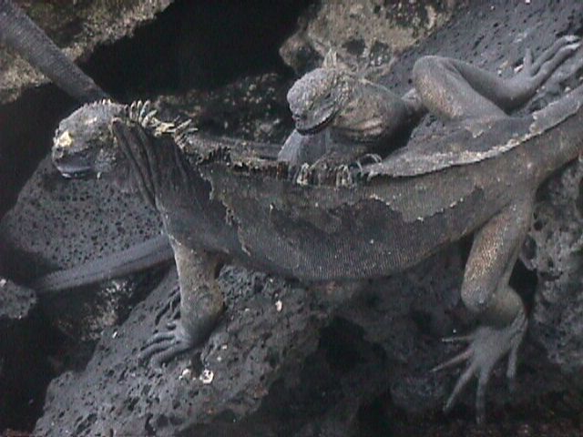 Molting Sea Iguanas